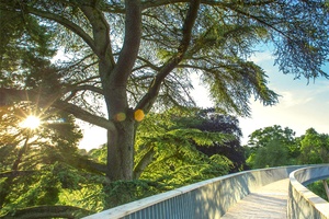 Westonbirt Arboretum